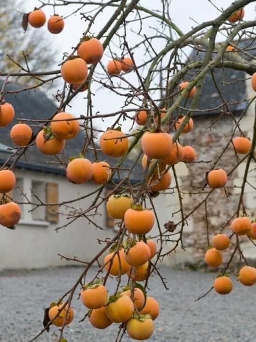 Pomi Fructiferi Exotici (Kaki ) la ghiveci