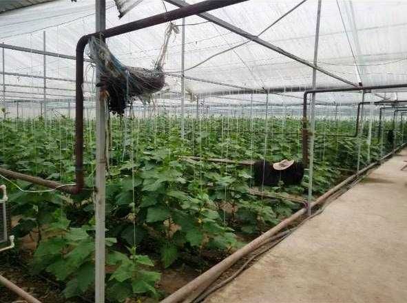 Продается парник и птицеферма