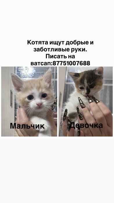Отдам котят в добрые руки