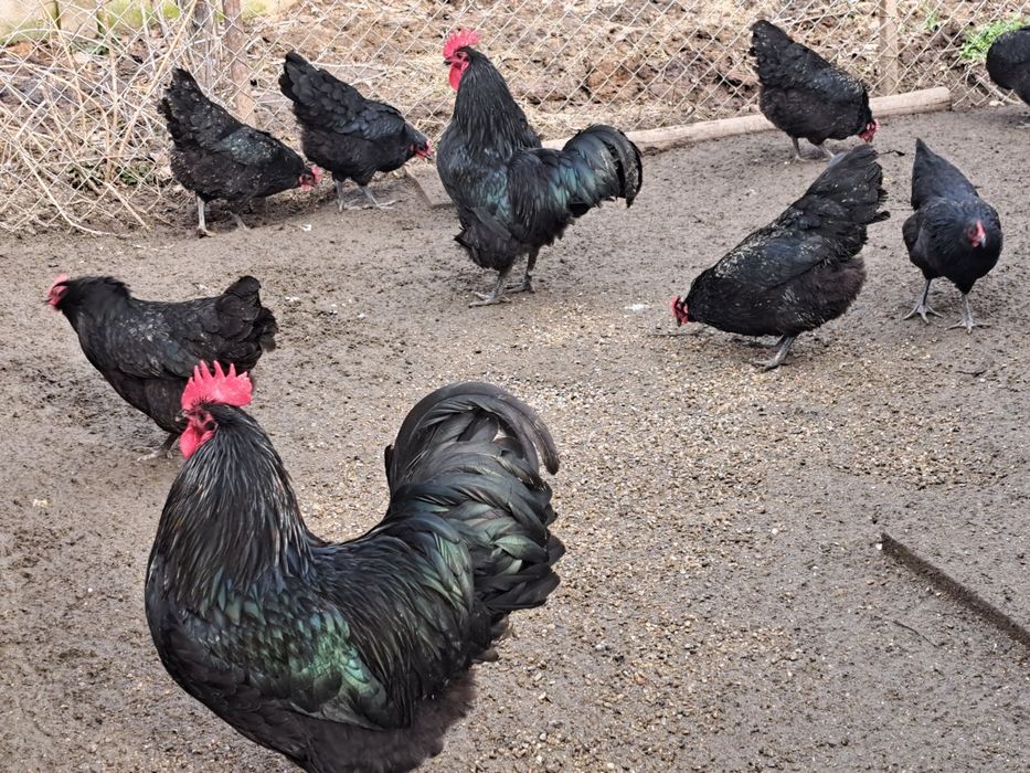 Vând cocoși australorp negri