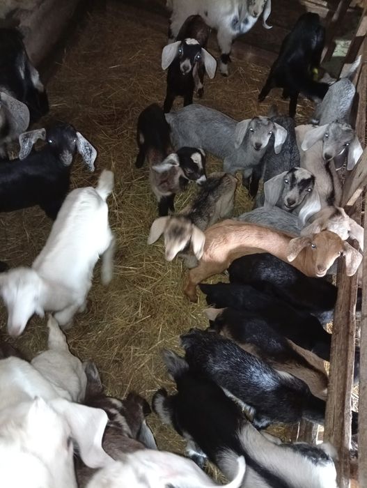 Iezi de vânzare . 5,6 kg