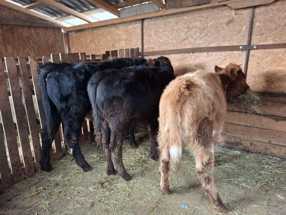 Vand 2 tauri si o vitea