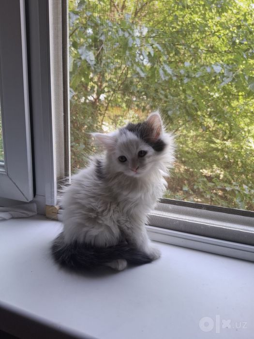 Продаём котёнка беленькая девочка,  2,5 месяца