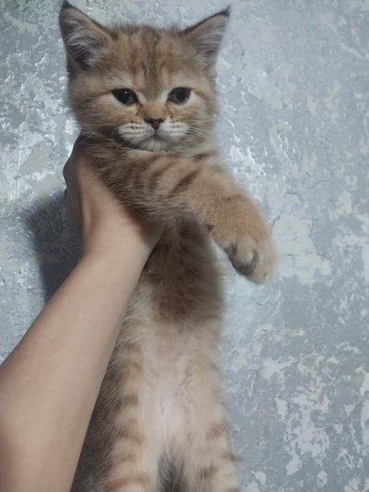 Продам шотландскую девочку