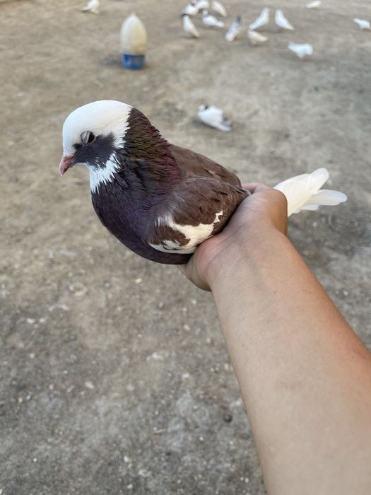 Голуби хорошие домашние
