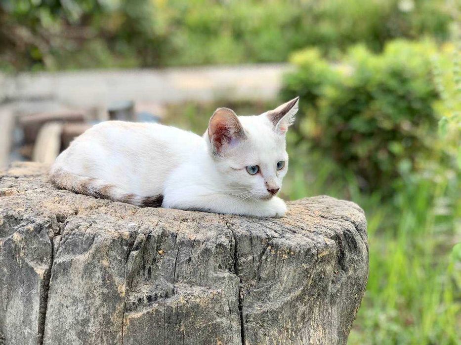 Последнии котята из помета