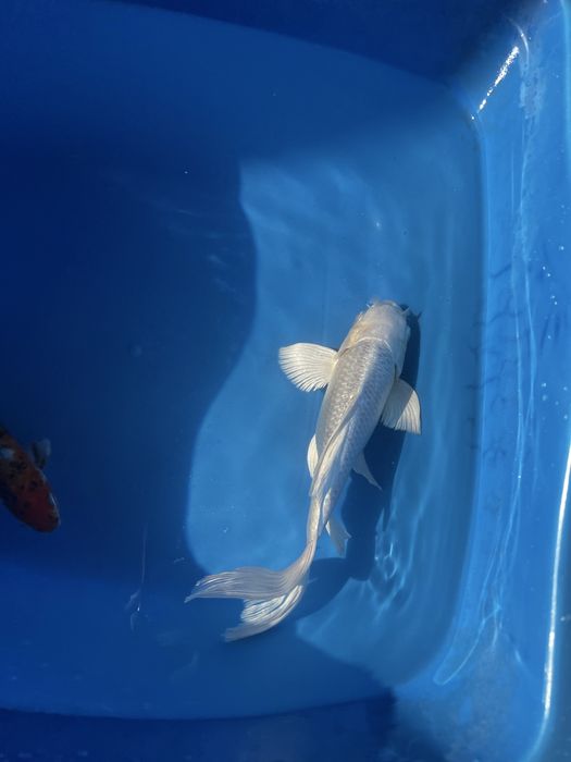 Koi balig’i sotiladi