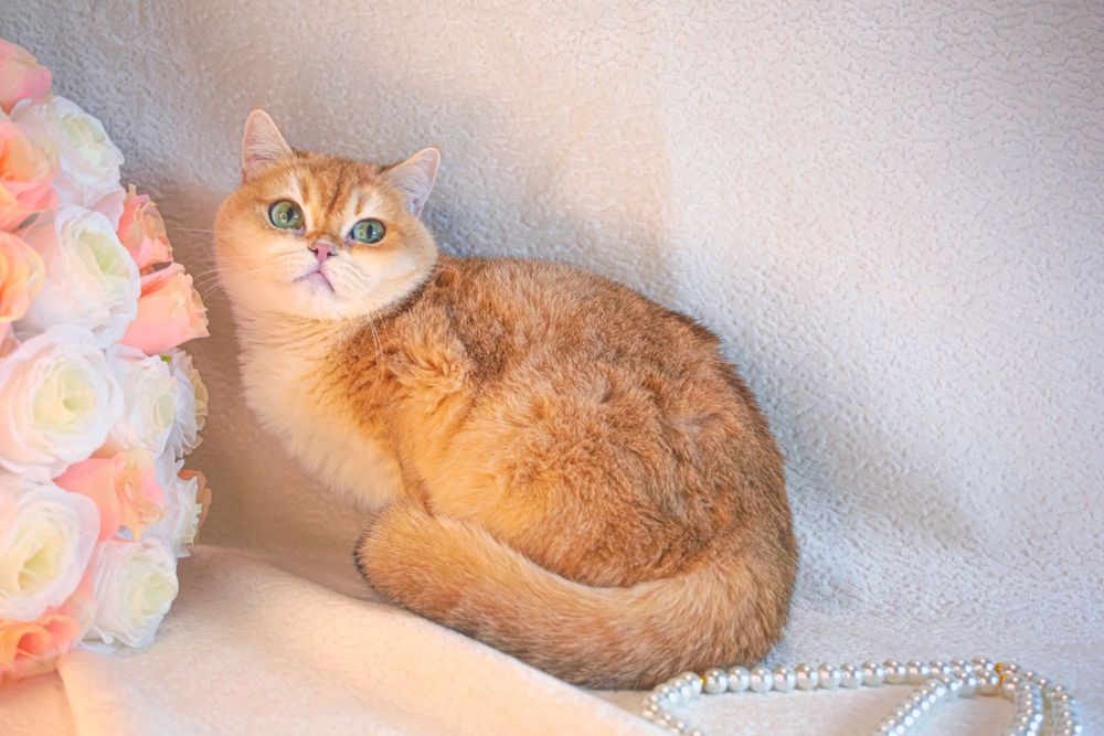 Британская золотая шиншилла. Sterilizatsiyalangan.