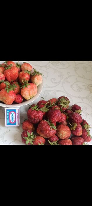 Продам саженцы клубники