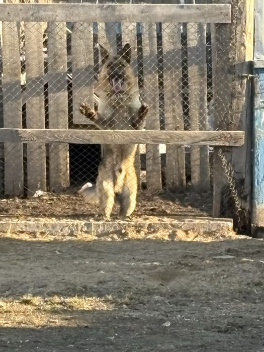 Продам щенков немецкой овчарки