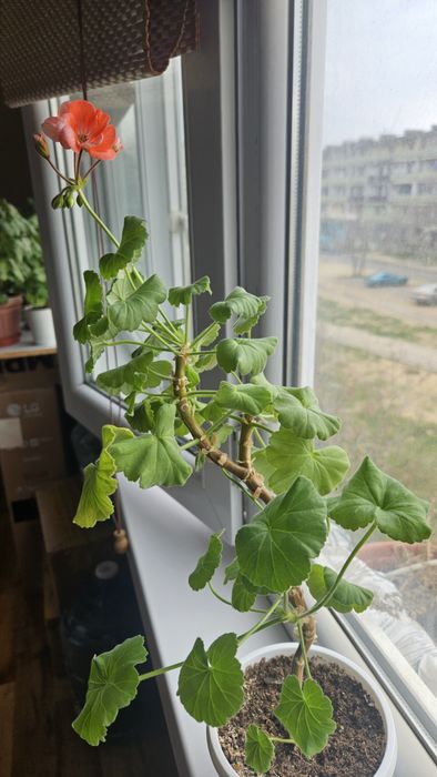 Продам сортовые пеларгонии (герань)