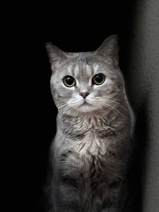 Кошка британская