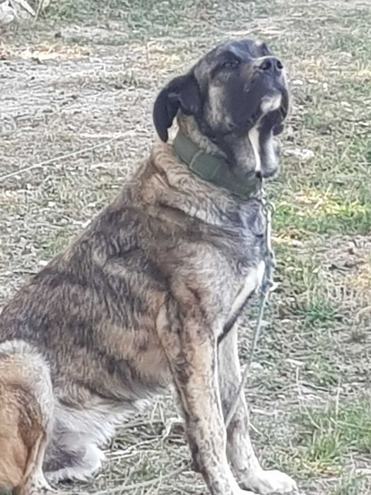 GRATIS Caine curte de talie mare foarte prietenos, caine de companie