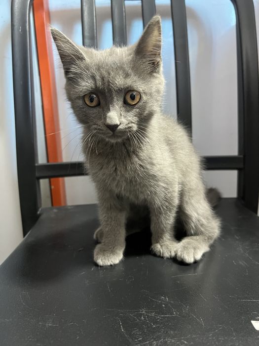 Шотландские котята 2 мес