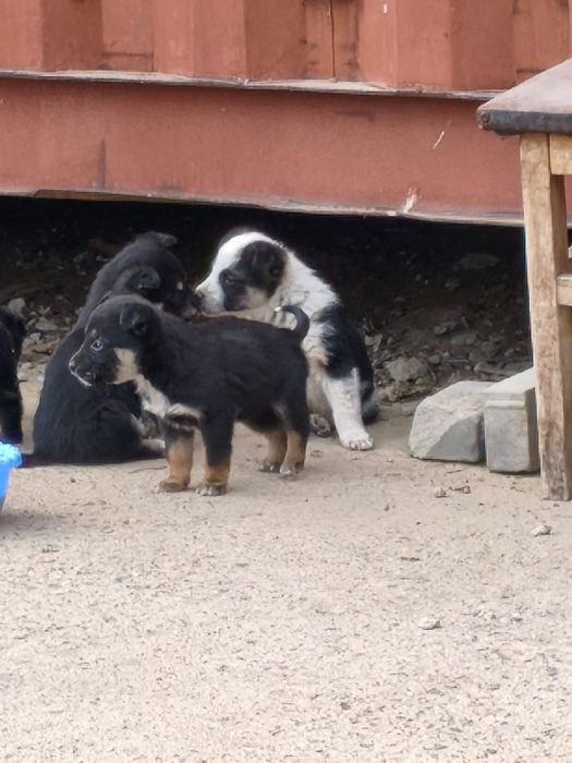 Шенята, щенки в добрые руки