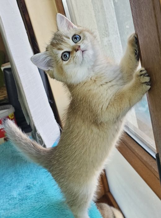 Британски котенца