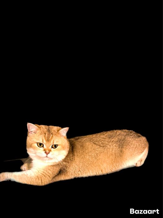 Кот  Золотой  Шиншилла NU 12 чистокровный британец