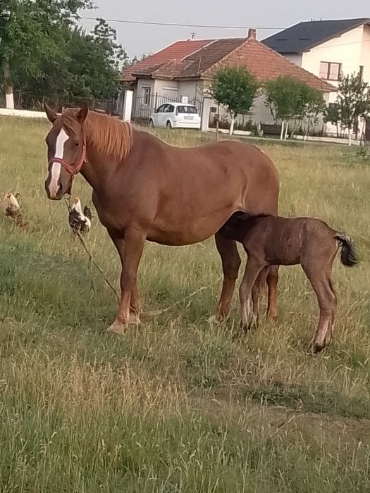 Iapa de vânzare cu manza