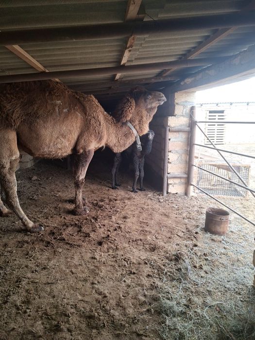 Түйе сатылады маңғыстауда тұр