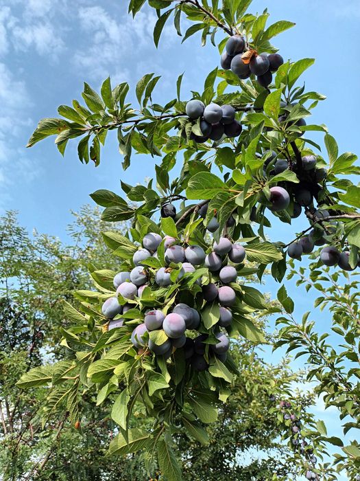 Vând prune pentru țuică
