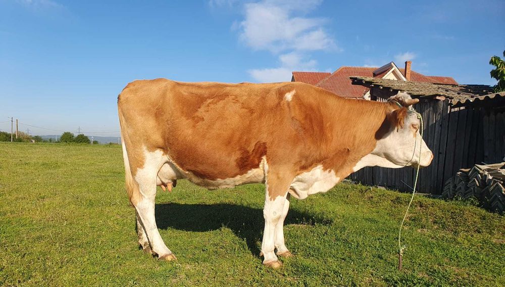 Vand vaca Baltata Romaneasca