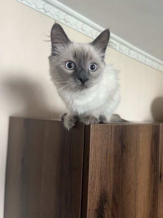 Мъжко коте 7 месеца Рекдол