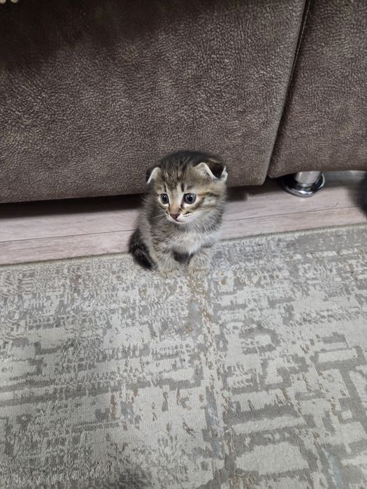 Продам Шатландси веслоухий