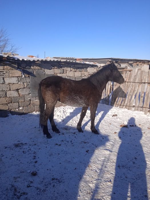 Байтал сатам семиз бармак казысы бар