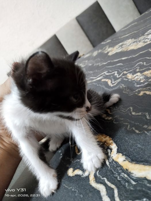 Kichkintoy mushuklar