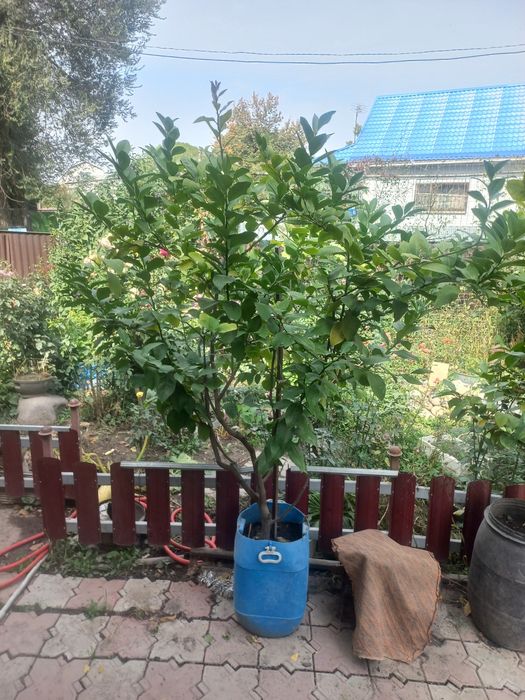 Лимон плодоносящий