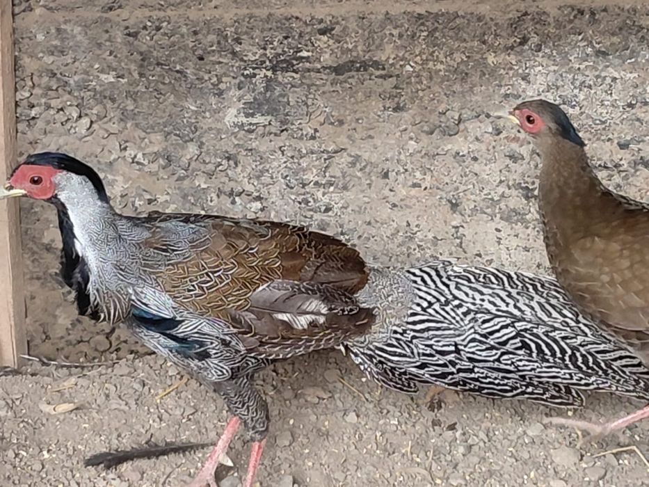 Серебристый фазан.