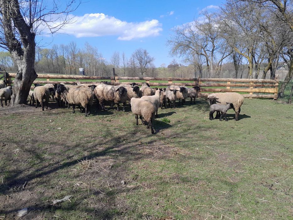 Berbec cu certificat de origine și oi rasa Suffolk