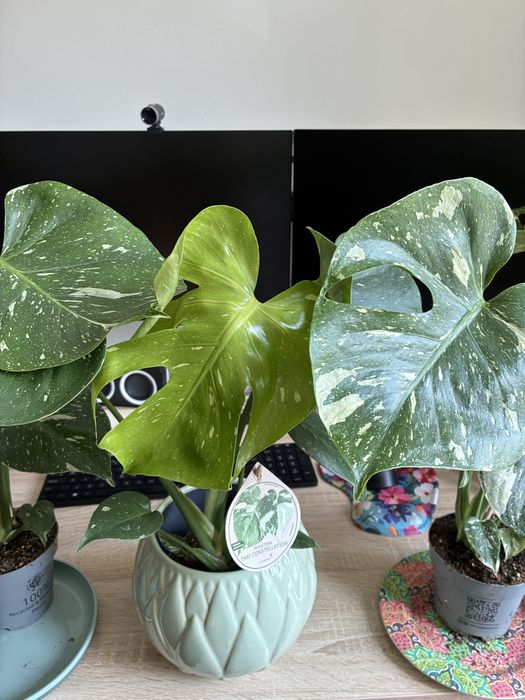 Филодендрон Thai Constelation Monstera Deliciosa Монстера Делисиоса