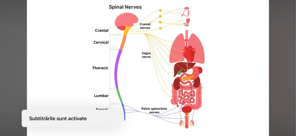 Masaj de relaxare si reflexo terapie (SUNT BARBAT)