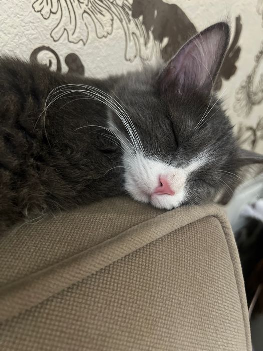 Кошка в добрые руки