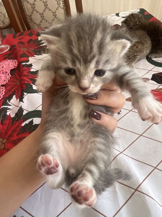 Отдам котят в добрые руки!!!
