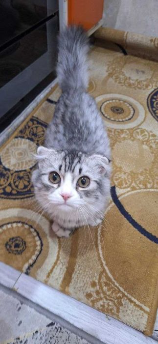 Шикарная девочка Scottish Fold (4 месяца)