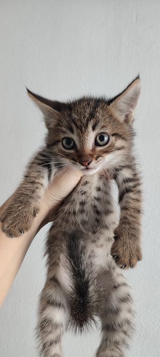 Котята ходят в лоток