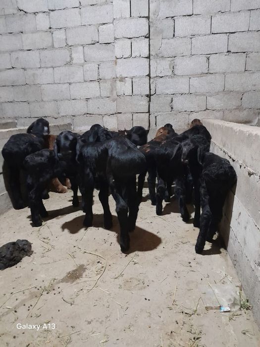 Козылар сатылады