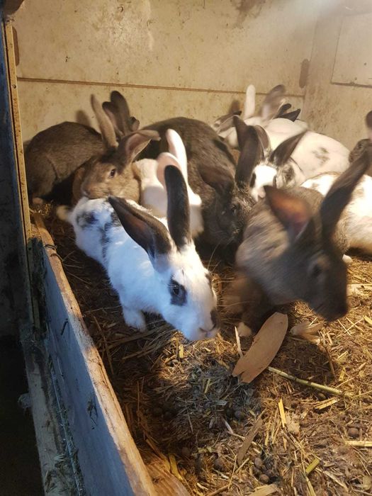Iepuri de vanzare 3 luni 80 lei bucate, 150 lei 2, Movilita ,Vrancea