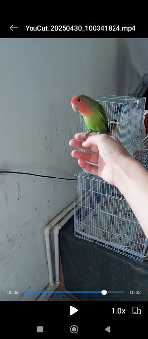 Неразлучник ручной