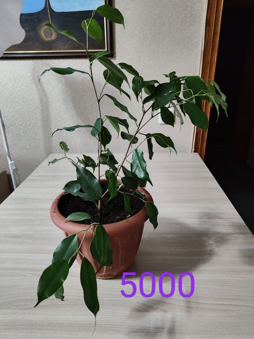 Продам цветы женское счестье