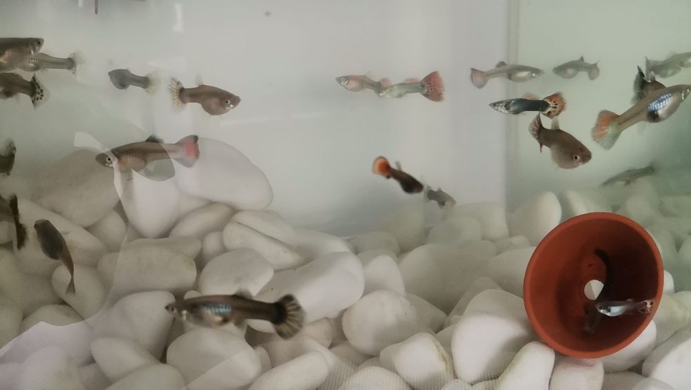Vând guppy poecilia reticulata