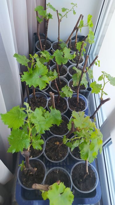 Виноград саженцы