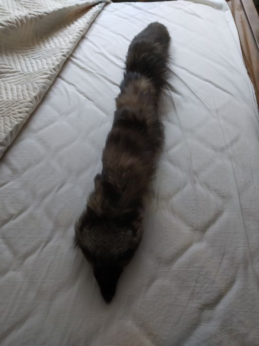 Шал-кожа от норка