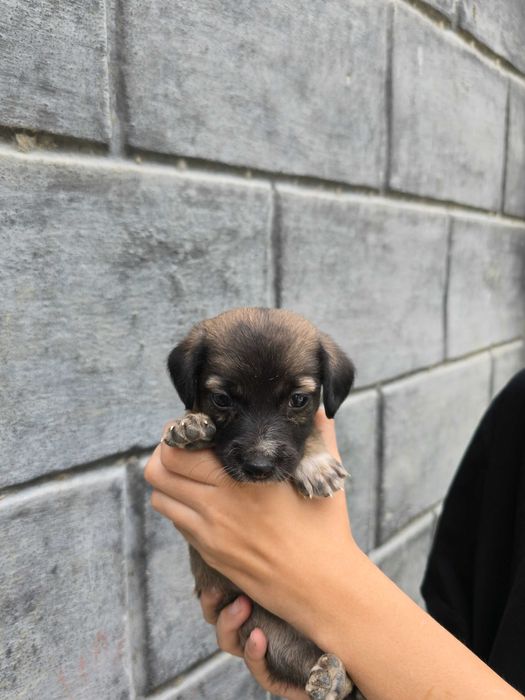 Отдам щенят, срочно!