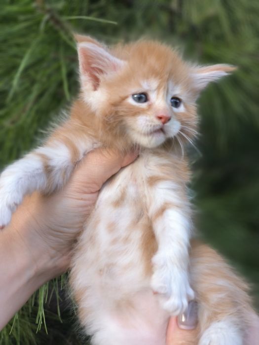 Котята породы мейн-кун