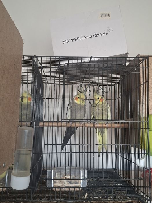 Papugay to‘tilar sotiladi