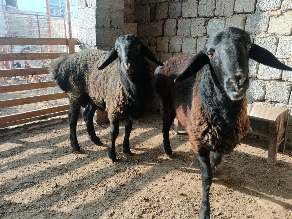 Қошқарлар бордақы семіз