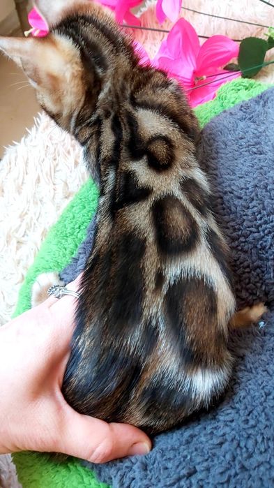 Мини-леoпардики. Бенгальские КОТЯТА